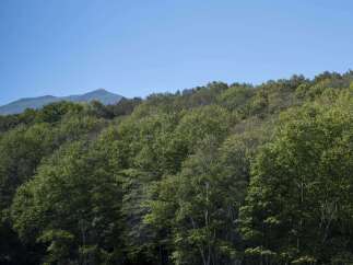 Discover serenity in this picturesque landscape, where lush greenery meets a clear blue sky.