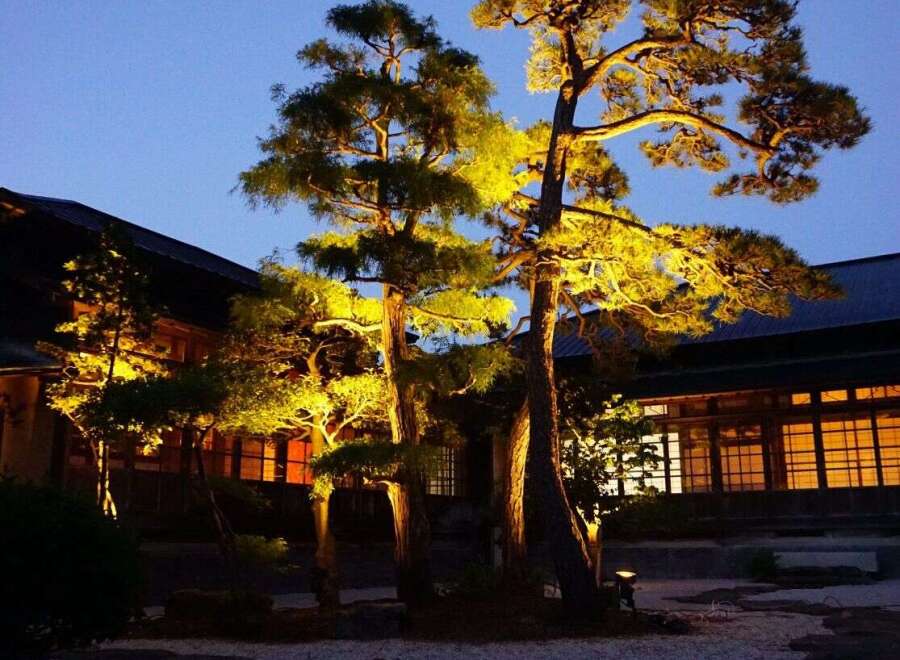 This serene Japanese garden features beautifully lit pine trees at night, creating a tranquil ambiance.