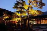 This serene Japanese garden features beautifully lit pine trees at night, creating a tranquil ambiance.