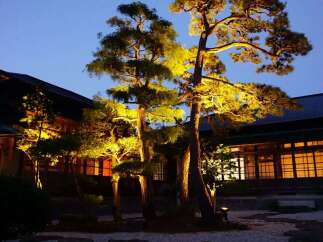 This serene Japanese garden features beautifully lit pine trees at night, creating a tranquil ambiance.