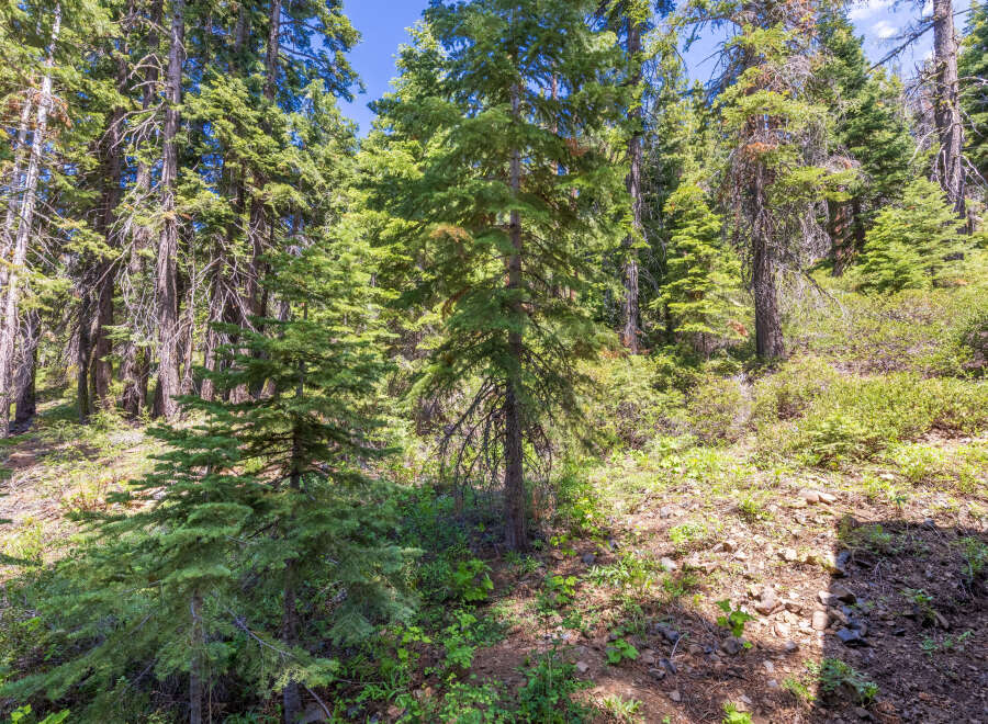 Discover serenity in this picturesque forest landscape, abundant with towering evergreen trees and lush greenery.