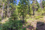 Discover serenity in this picturesque forest landscape, abundant with towering evergreen trees and lush greenery.