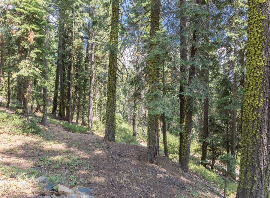 Discover tranquility in this majestic evergreen forest, where towering pines and lush greenery create a serene escape.