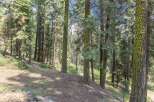 Discover tranquility in this majestic evergreen forest, where towering pines and lush greenery create a serene escape.