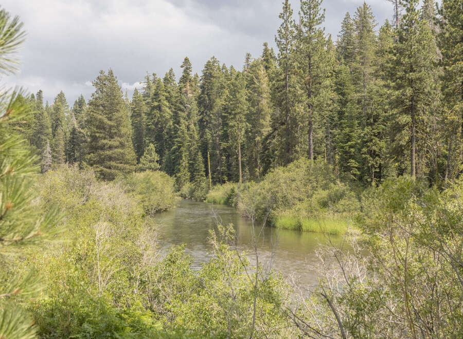 Serene river flows through lush greenery and tall pine trees.