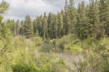 Serene river flows through lush greenery and tall pine trees.