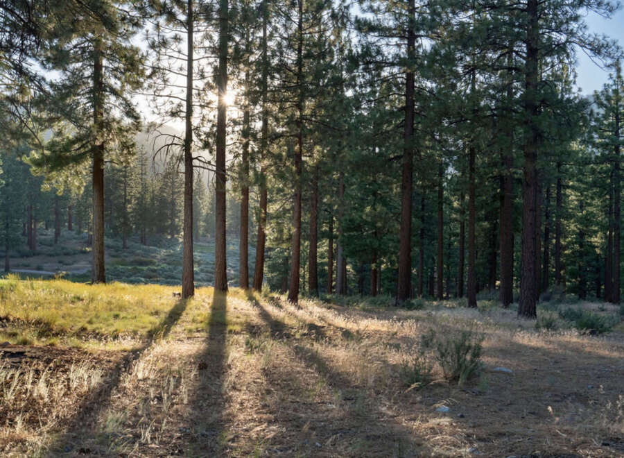 Discover serene properties nestled within a picturesque forest setting.