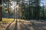 Discover serene properties nestled within a picturesque forest setting.