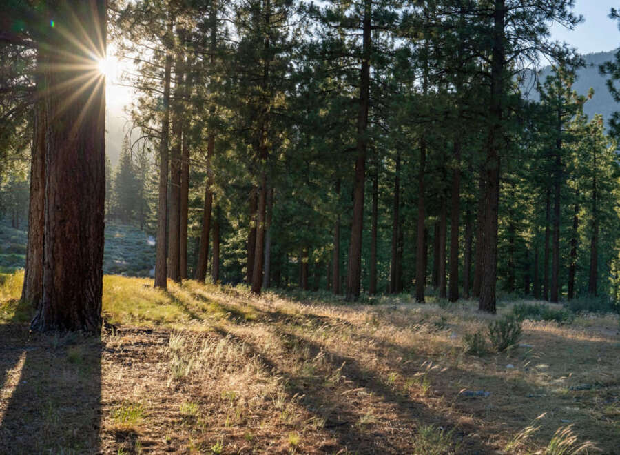 Discover serene living with this stunning property nestled in a tranquil forest setting.