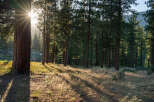 Discover serene living with this stunning property nestled in a tranquil forest setting.