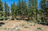 Secluded homesite nestled among towering pine trees offers a serene escape.