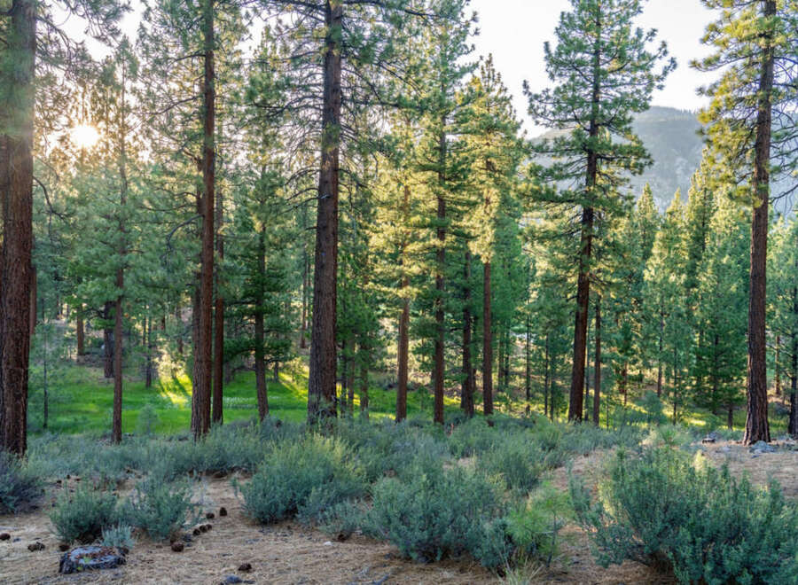 Discover serenity with this property surrounded by towering pine trees and lush greenery.