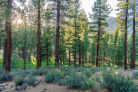 Discover serenity with this property surrounded by towering pine trees and lush greenery.