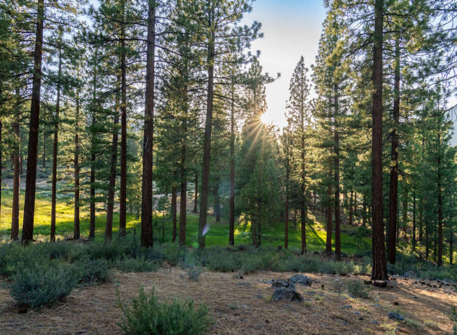 Discover serene forest properties, bathed in sunlight and surrounded by towering trees.