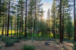 Discover serene forest properties, bathed in sunlight and surrounded by towering trees.