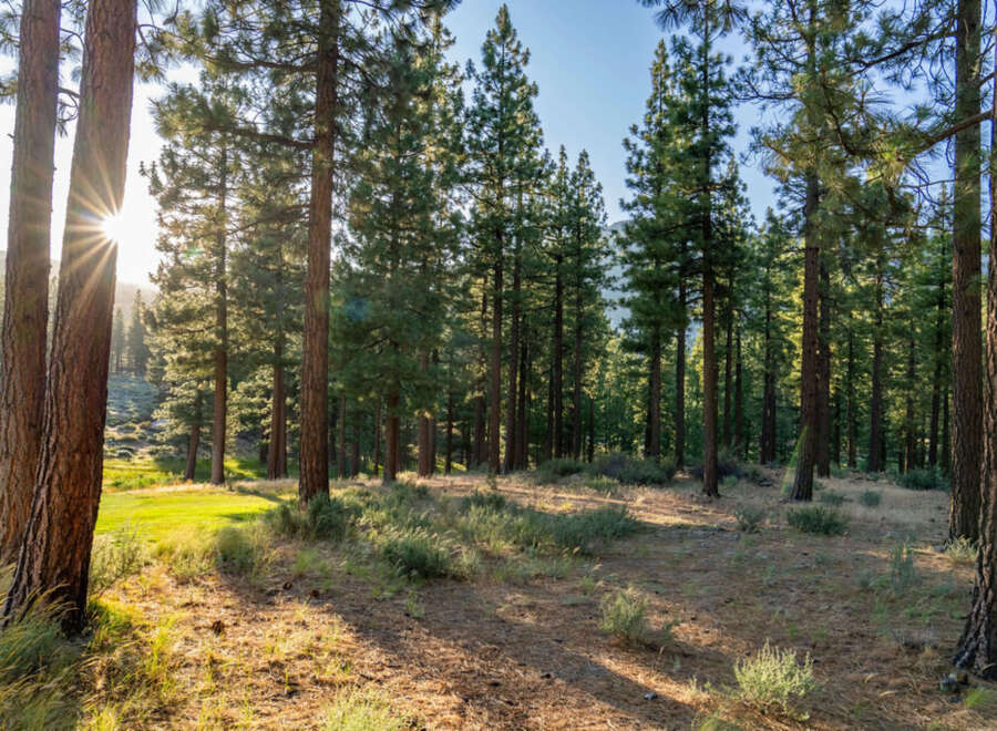 Discover serene woodland properties nestled among towering pine trees, offering privacy and a connection with nature.