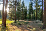 Discover serene woodland properties nestled among towering pine trees, offering privacy and a connection with nature.