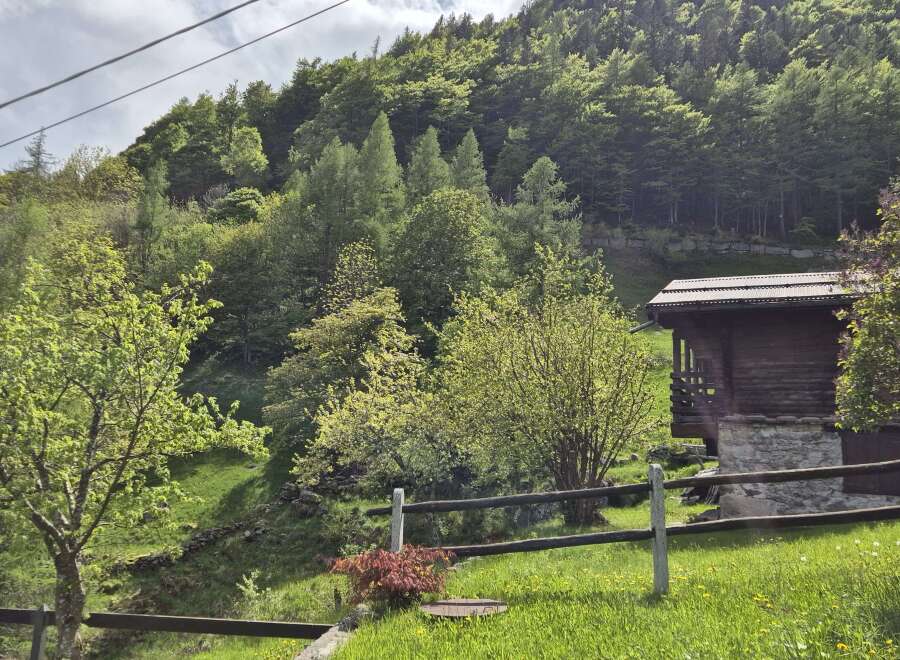 Escape to this charming mountain cabin nestled amidst lush greenery.
