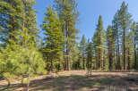 Explore the tranquility of this stunning forest property, perfect for nature enthusiasts and those seeking a peaceful retreat.