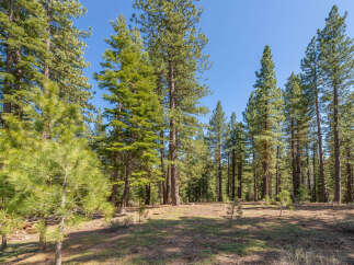 Explore the tranquility of this stunning forest property, perfect for nature enthusiasts and those seeking a peaceful retreat.
