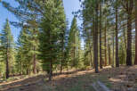 Explore the tranquility of this stunning forest property, perfect for nature enthusiasts and those seeking a peaceful retreat.
