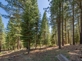 Explore the tranquility of this stunning forest property, perfect for nature enthusiasts and those seeking a peaceful retreat.