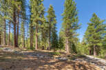 Discover the tranquility of this stunning property surrounded by towering trees and a serene natural landscape.
