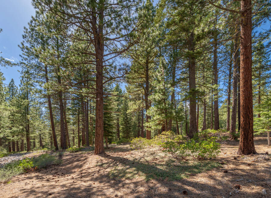Explore the tranquility of this stunning forest property, perfect for nature enthusiasts.