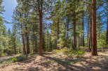 Explore the tranquility of this stunning forest property, perfect for nature enthusiasts.