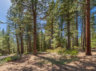Explore the tranquility of this stunning forest property, perfect for nature enthusiasts.