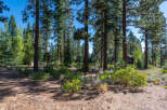 Nestled amongst towering trees, this property offers a serene escape.