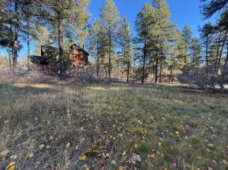 Nestled amidst towering pines, this charming property offers a serene escape.