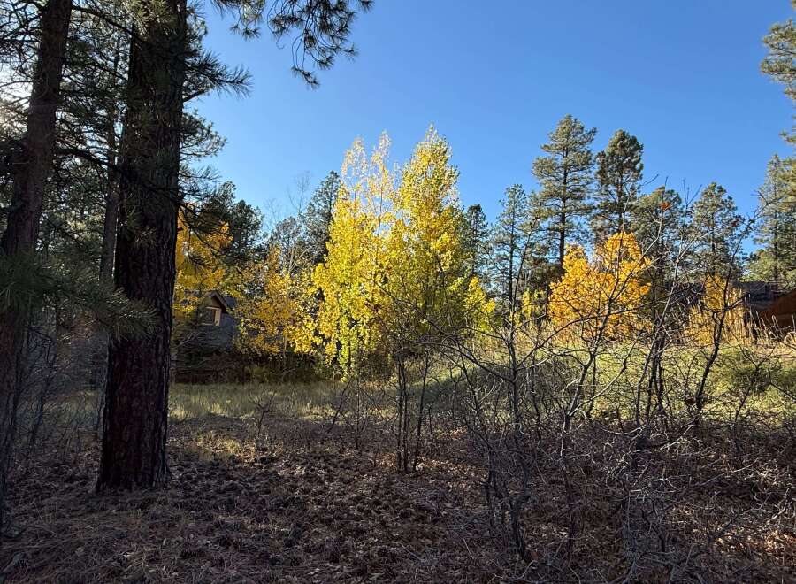 Discover the beauty of nature with this stunning property, surrounded by vibrant fall foliage and towering trees.