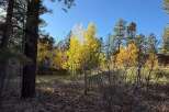 Discover the beauty of nature with this stunning property, surrounded by vibrant fall foliage and towering trees.
