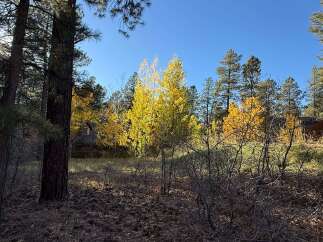 Discover the beauty of nature with this stunning property, surrounded by vibrant fall foliage and towering trees.