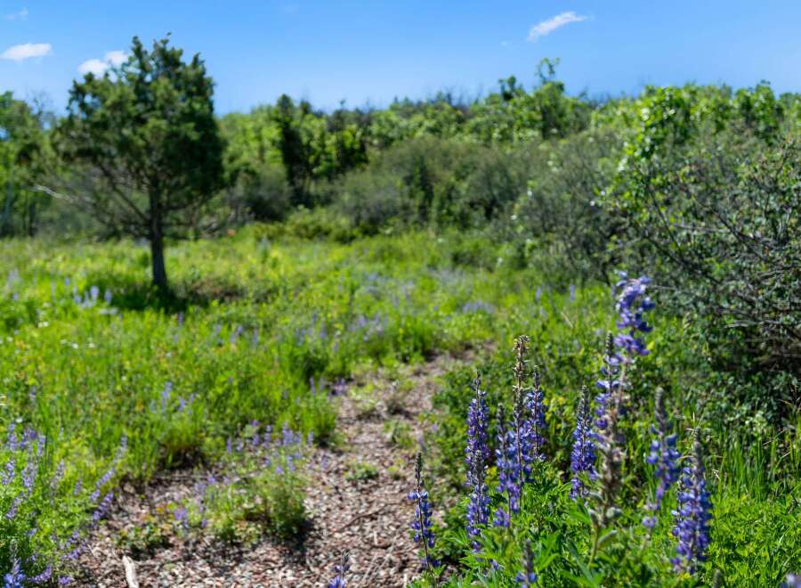 Discover the tranquility of this stunning property, surrounded by lush greenery and vibrant wildflowers.