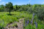 Discover the tranquility of this stunning property, surrounded by lush greenery and vibrant wildflowers.