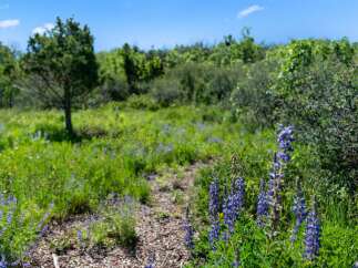 Discover the tranquility of this stunning property, surrounded by lush greenery and vibrant wildflowers.