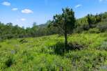 Discover the tranquility of this stunning property, nestled amidst lush greenery and vibrant wildflowers.