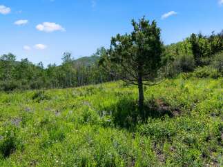 Discover the tranquility of this stunning property, nestled amidst lush greenery and vibrant wildflowers.