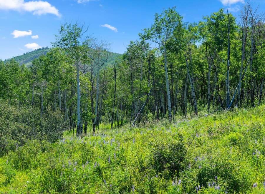 Discover the beauty of nature in this stunning landscape.