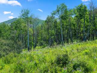 Discover the beauty of nature in this stunning landscape.