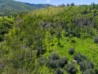 Explore this stunning property surrounded by lush greenery and towering trees.