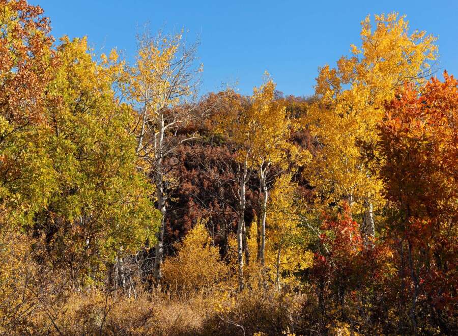 Experience the vibrant beauty of autumn with this stunning property! The landscape is adorned with a colorful display of trees, showcasing a mix of yellow, orange, and red foliage.