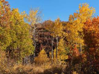 Experience the vibrant beauty of autumn with this stunning property! The landscape is adorned with a colorful display of trees, showcasing a mix of yellow, orange, and red foliage.