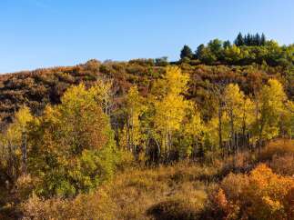 Experience the beauty of nature with this stunning property, surrounded by vibrant autumn foliage.