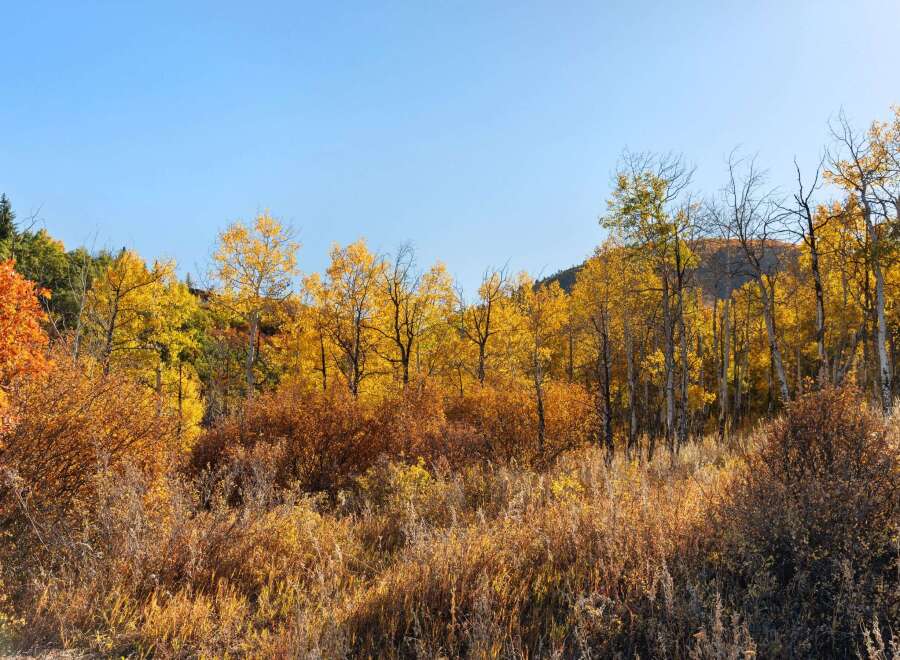 Experience the beauty of nature with this stunning property surrounded by vibrant fall foliage.