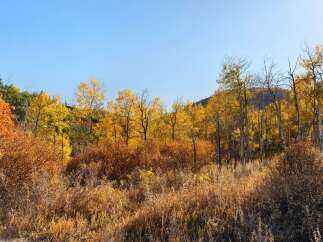 Experience the beauty of nature with this stunning property surrounded by vibrant fall foliage.