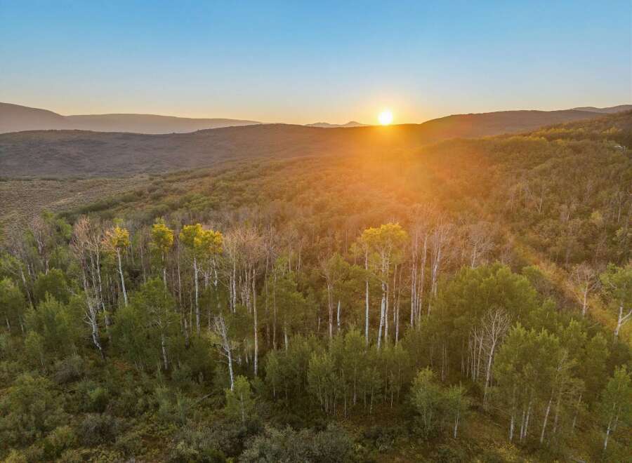 Discover the serenity of this stunning property, nestled amidst a vibrant forest landscape.