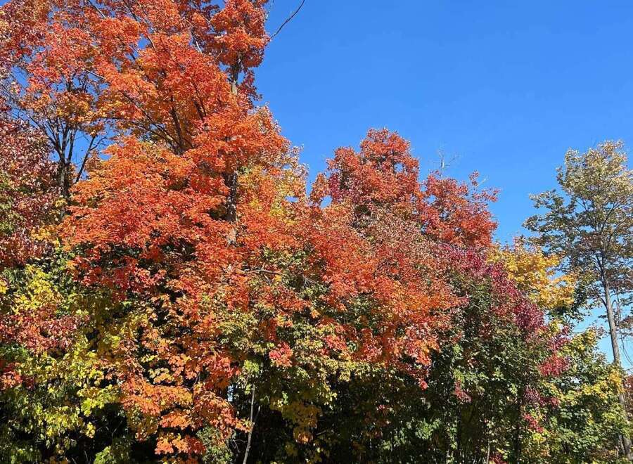 Experience the vibrant beauty of autumn with this stunning property! The image showcases a colorful display of trees with leaves in shades of red, orange, yellow, and green, creating a picturesque scene.